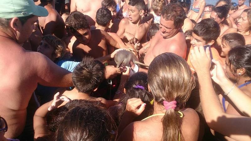 Ένα μωρό δελφίνι πέθανε, γιατί οι τουρίστες ήθελαν να βγάλουν σέλφι μαζί του