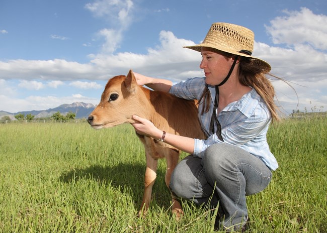 Φάρμα χρεώνει 50£ την αγκαλιά με αγελάδα- Και είναι το hot spot της χρονιάς