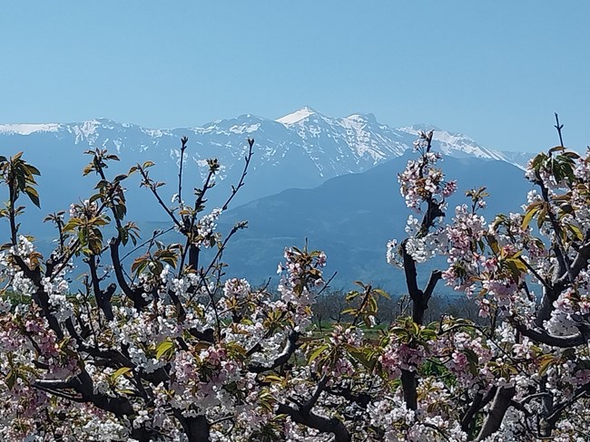 ανθισμένες κερασιές