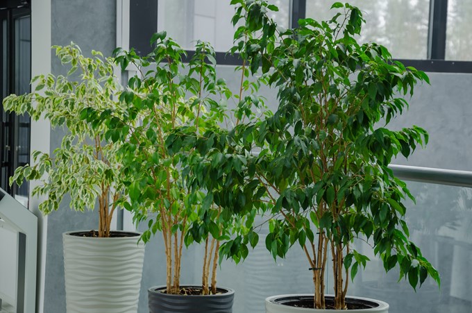 μπέντζαμιν