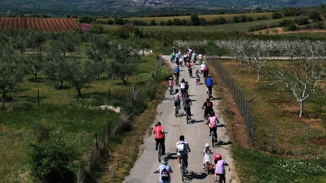 ανθισμένες κερασιές