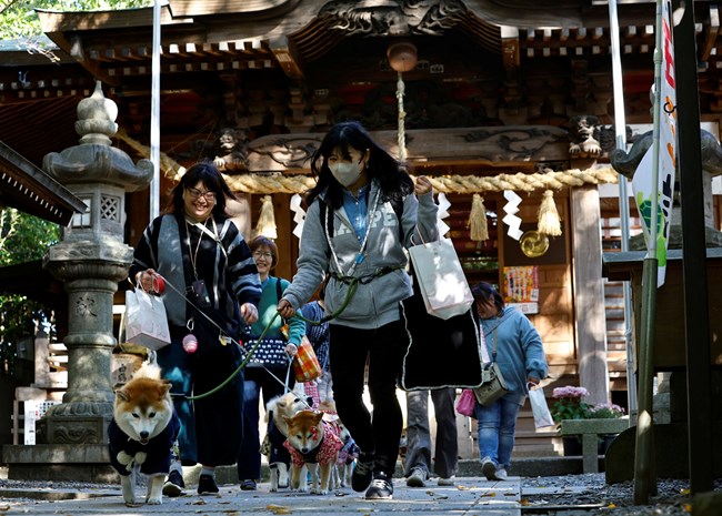 κατοικίδια, κιμονό, Ιαπωνία