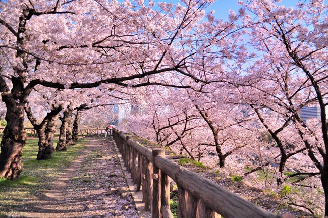 Ιαπωνία: Στο Τόκιο οι κερασιές σε πλήρη ανθοφορία είναι ένα υπερθέαμα