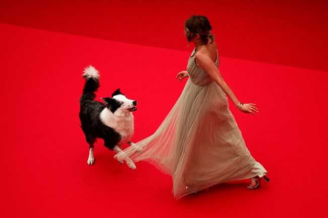 Μέσσι, σκύλος στην Ανατομία μίας Πτώσης