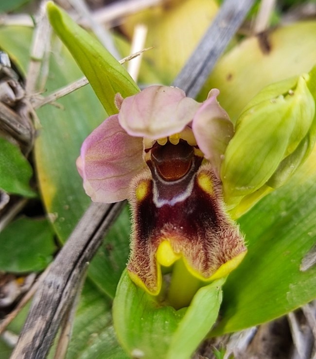 Ophrys tenthredenifera susp. vilossa