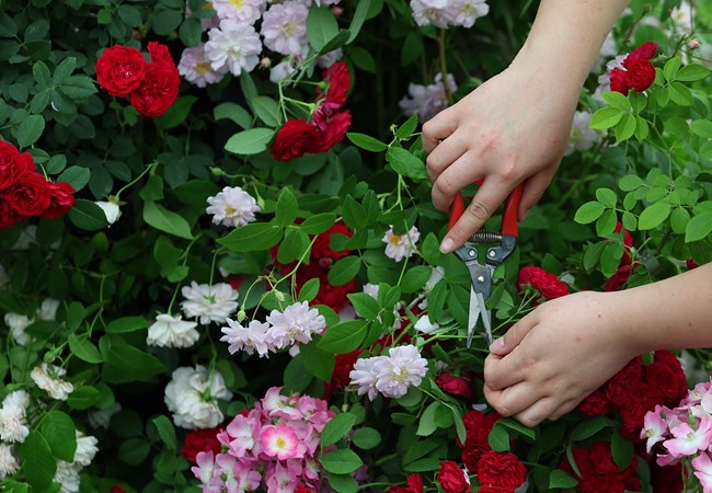 Chelsea flower show