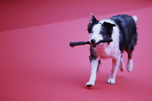 Μέσσι, σκύλος στην Ανατομία μίας Πτώσης