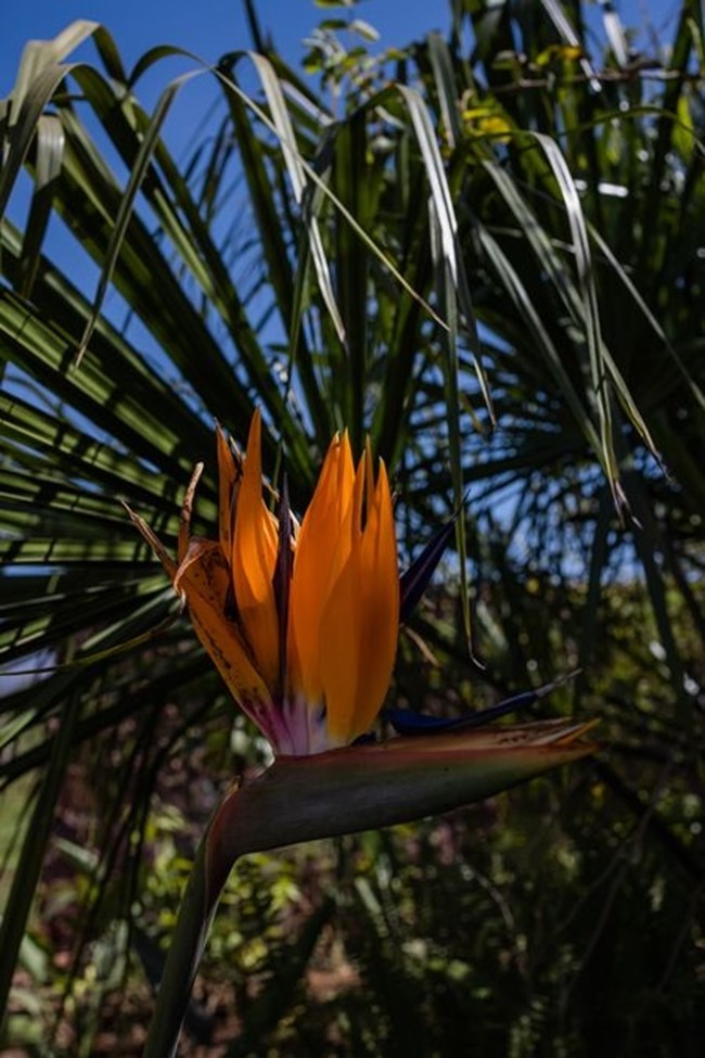 Οι κήποι της Ourika: Ανακάλυψε μια όαση βιοποικιλότητας στο εξωτικό Μαρόκο