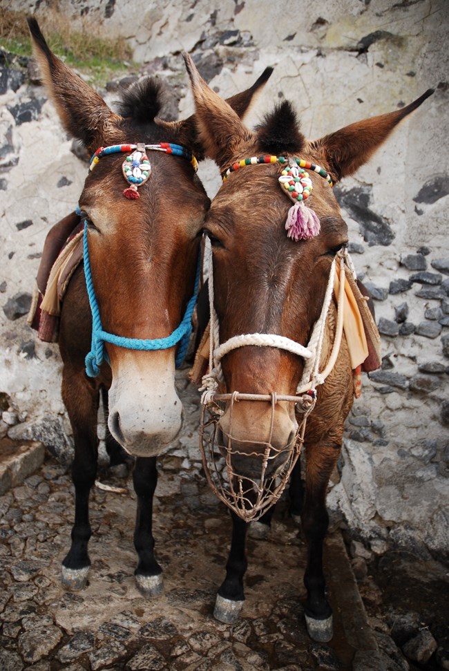 σαντορινη_γαιδουρια
