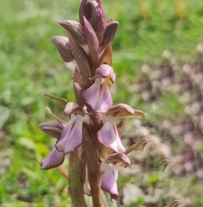 Anacamptis collina