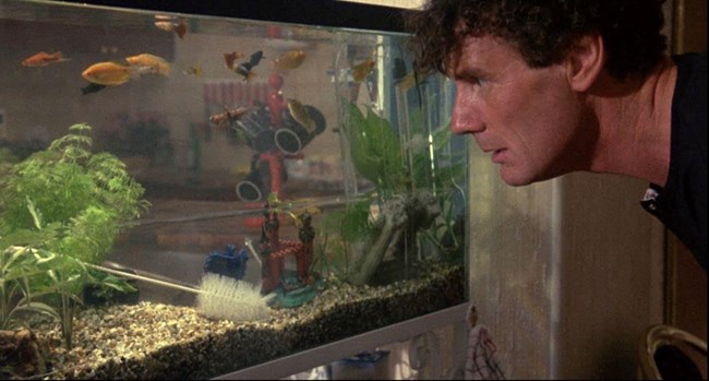 Ένα ψάρι που το λέγανε Γουάντα