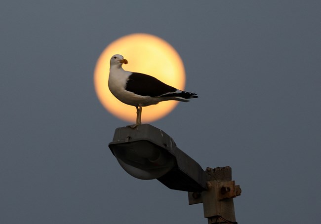 αυγουστιάτικη πανσέληνος 2023, Νότιος Αφρική