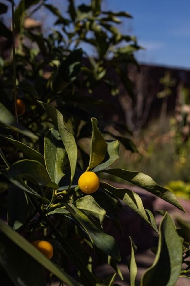 Οι κήποι της Ourika: Ανακάλυψε μια όαση βιοποικιλότητας στο εξωτικό Μαρόκο