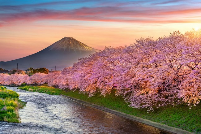 Ιαπωνία, κερασιές