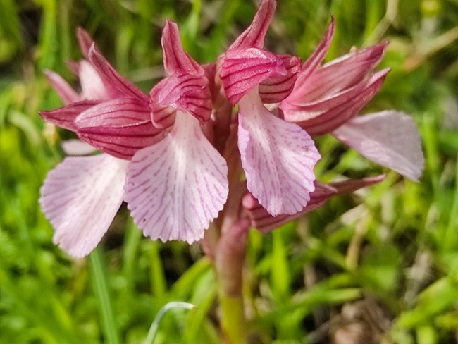 Μυτιλήνη: Οι ορχιδέες του απολιθωμένου δάσους της δυτικής Λέσβου αποτελούν μια πανδαισία χρωμάτων