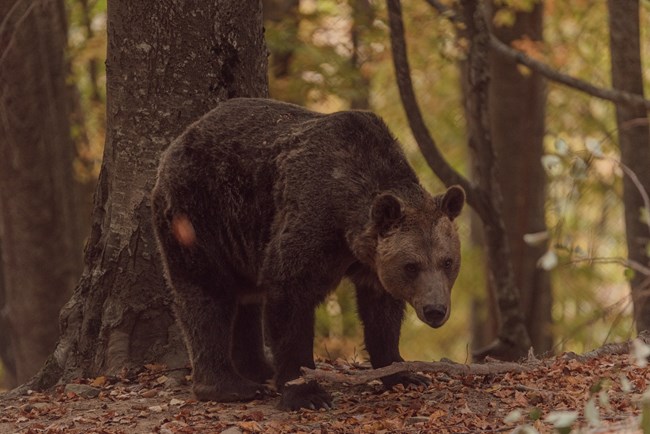 O "Γιωργάκης", ο παππούλης αρκούδος του Αρκτούρου  απέκτησε το δικό του διαμέρισμα