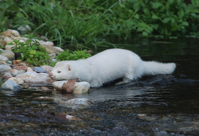 Μινκ κολυμπά στον παγωμένο Κηφισό
