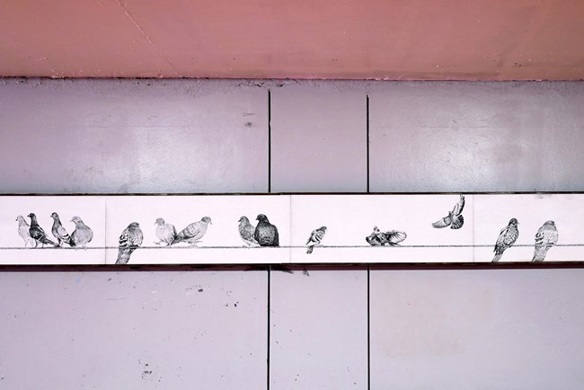 Γιατί φωλιάζουν πουλιά στην υπόγεια διάβαση Χαροκόπου;