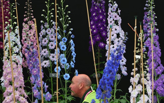 Chelsea Flower Show: Το ολάνθιστο λονδρέζικο event που τίμησε ο βασιλιάς Κάρολος, αλλά και η Τζούντι Ντενς