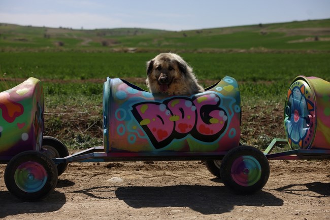 Τουρκία: H φιλόζωη που βγάζει βόλτα ανάπηρους σκύλους με αυτοσχέδιο "τρενάκι"