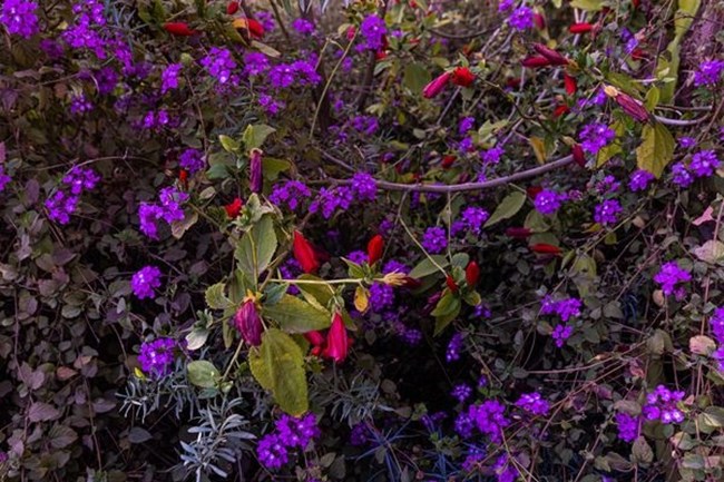 Οι κήποι της Ourika: Μια όαση βιοποικιλότητας στο εξωτικό Μαρόκο