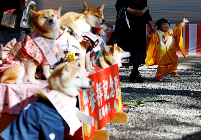 Ιαπωνία: τελετή για ζωάκια που λαμβάνουν ευλογία φορώντας τα καλά τους, δηλαδή κιμονό