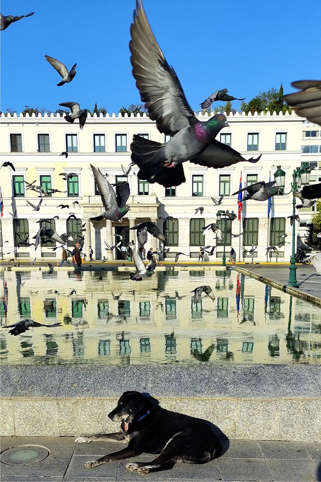 Ομόνοια λόβερς