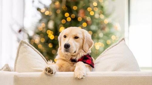 Αθόρυβα Πυροτεχνήματα | Η νέα πρωτοβουλία της Ειδικής Γραμματείας για την Προστασία των Ζώων Συντροφιάς