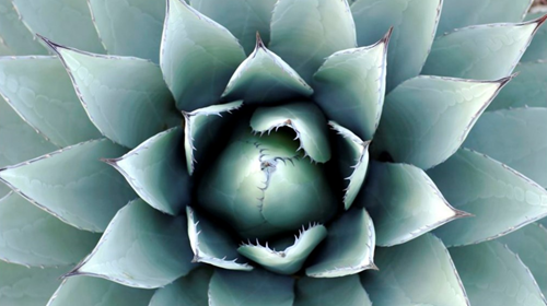 Tελικά, πόσα γνωρίζουμε για το mezcal;