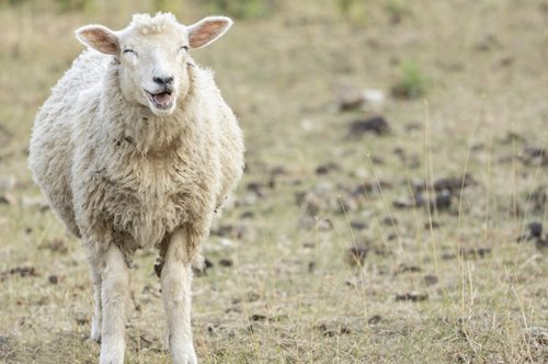 Τα προβατάκια που έφαγαν κάνναβη στη Μαγνησία και η αλλόκοτη συμπεριφορά τους
