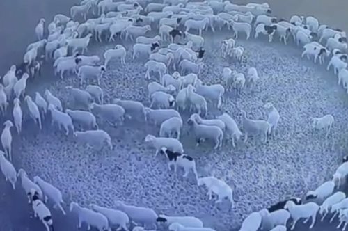 Τα πρόβατα που περπατούσαν επί μέρες κυκλικά: Μια πιθανή εξήγηση στο μυστήριο