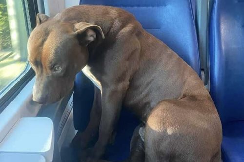 Ιταλία: Ένα πίτμπουλ πήρε μόνο του το τρένο και ταξίδεψε στη Βενετία