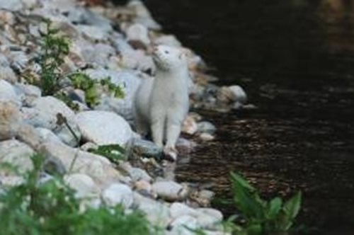 Μινκ κολυμπά στον παγωμένο Κηφισό