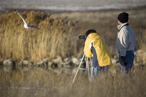 Οι birdwatchers καταφθάνουν στη Λέσβο