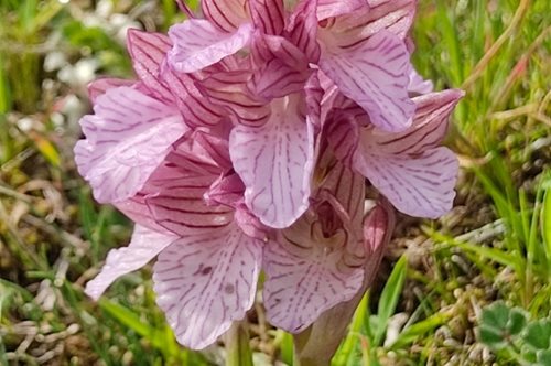 Μυτιλήνη: Οι ορχιδέες του απολιθωμένου δάσους της δυτικής Λέσβου αποτελούν μια πανδαισία χρωμάτων