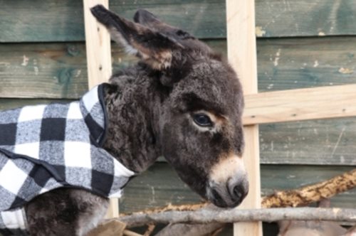 Το μωρό γαϊδουράκι που βρέθηκε ορφανό στο Κορωπί, τώρα παίζει χαρούμενο στη Γαϊδουροχώρα
