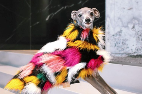 Tika the Iggy: To top model που έκλεισε το σόου του οίκου BOSS