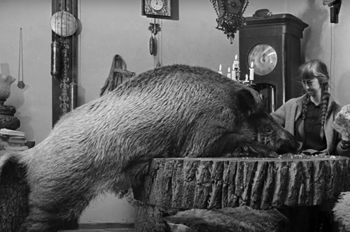 Σιμόνα Κόσακ: η βιολόγος που έμενε στο δάσος και ζούσε μ΄ένα αγριογούρουνο, μια λύγκα, ελάφια και το κοράκι της