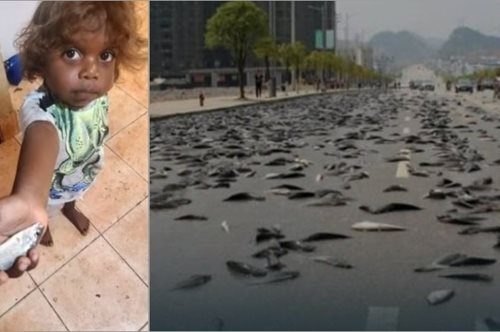 Έβρεξε ψάρια στην Αυστραλία -κυριολεκτικά