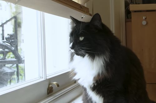 Μάρλεϊ: Ο ασπρόμαυρος ιππότης που φροντίζει γυναίκες- θύματα trafficking