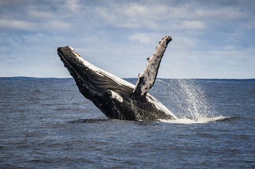 Φάλαινα έκανε το απόλυτο photobombing κατά τη διάρκεια των Ολυμπιακών Αγώνων