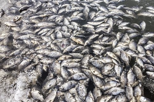 Βόλος: Όλο και πιο τρομακτικές οι εικόνες με τα νεκρά ψάρια  -Ανυπολόγιστη είναι η οικολογική καταστροφή