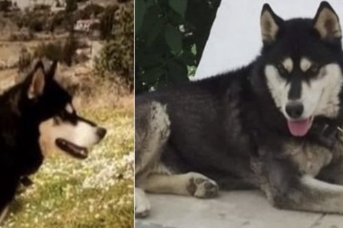 Διπλή κατεπείγουσα έρευνα για τον θάνατο του Όλιβερ ζητά ο Άρειος Πάγος