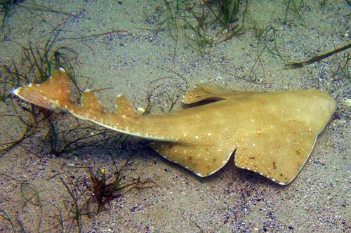 Ένα μικρό- μεγάλο θαύμα: αστυνομικός βοηθά καρχαρία να γεννήσει