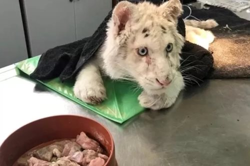 Εγκατέλειψαν λευκό τιγράκι σε κάδο σκουπιδιών έξω από το Αττικό Ζωολογικό Πάρκο