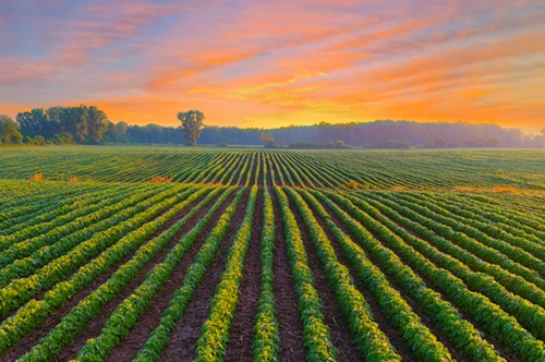 Υιοθετώντας ένα βιώσιμο τρόπο διατροφής με φυτικά προϊόντα κάνω καλό στον εαυτό μου και στο περιβάλλον