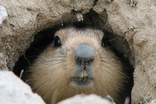 2 Φεβρουαρίου: Η Μέρα της Μαρμότας: Γνωρίζεις τι ακριβώς είναι;