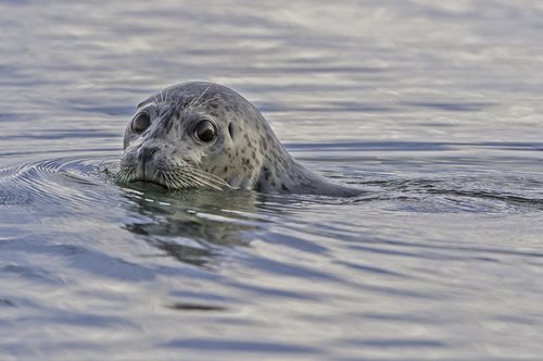 Αφήστε επιτέλους τα ζώα ήσυχα: Φώκια δάγκωσε γυναίκα και πέθανε από το στρες