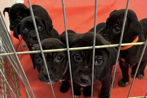 Άστεγος σώζει πέντε κουτάβια: 