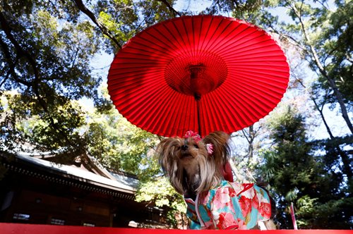 Ιαπωνία: τελετή για ζωάκια που λαμβάνουν ευλογία φορώντας τα καλά τους, δηλαδή κιμονό
